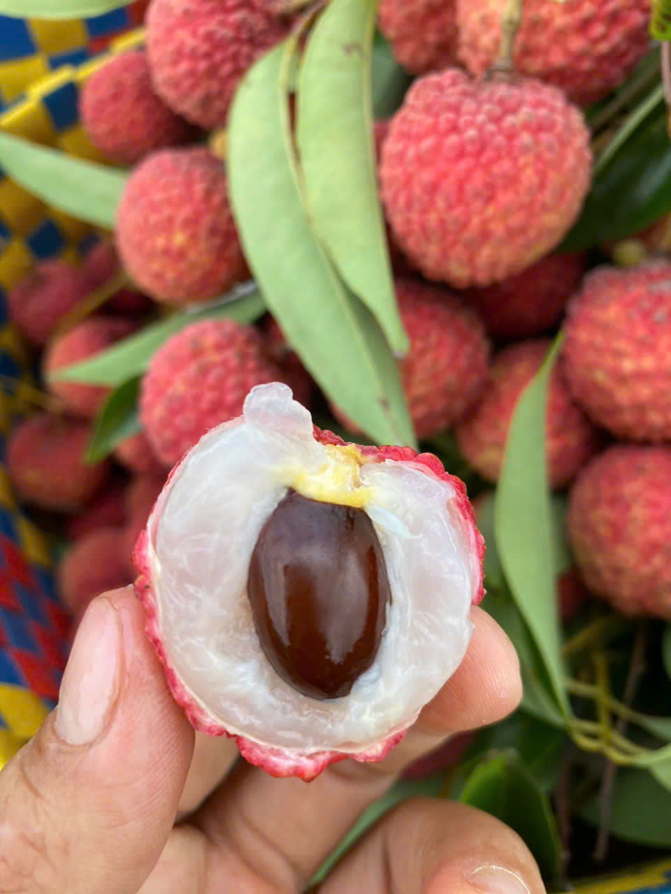 vietnam-lychee-3