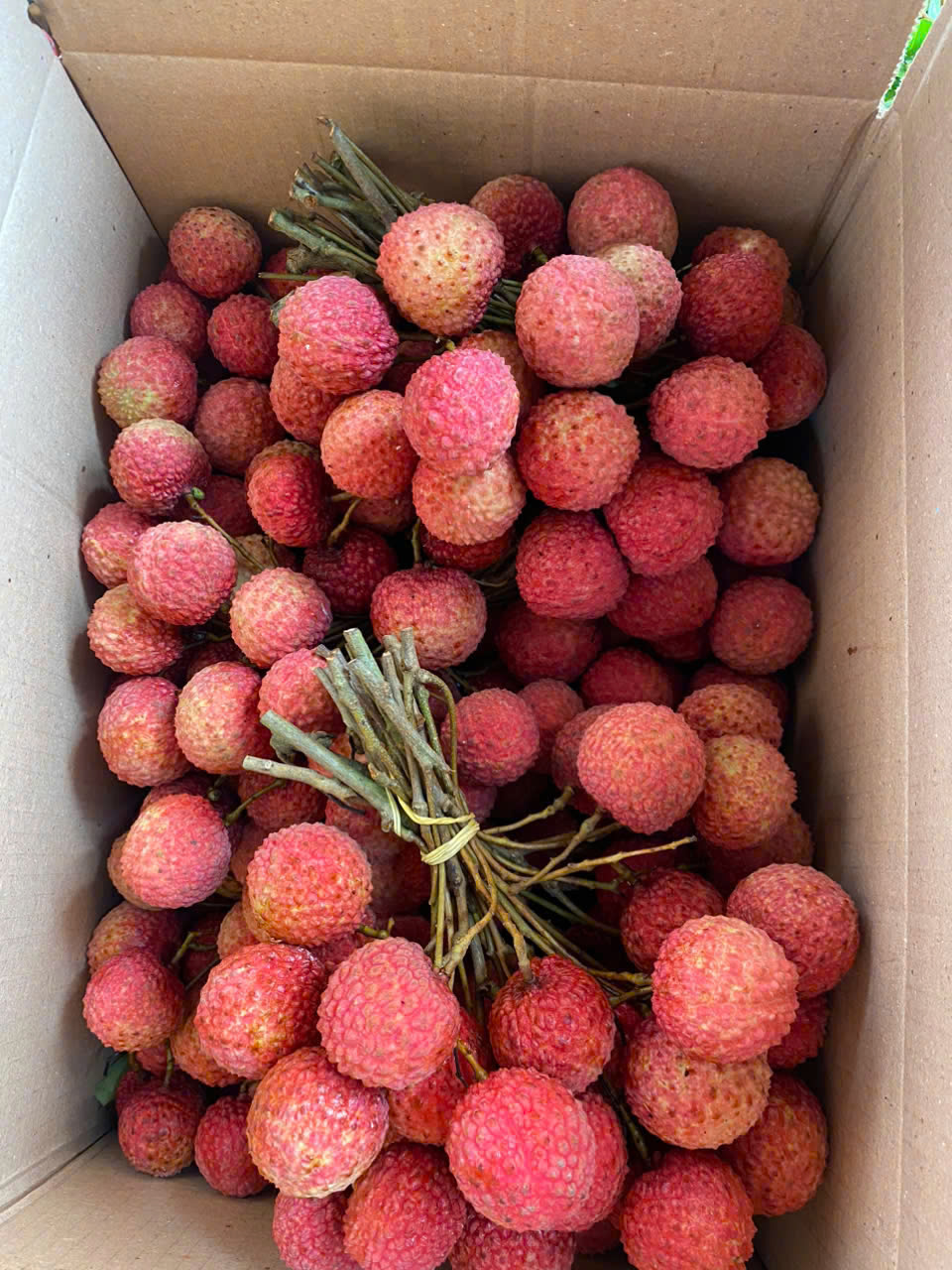 vietnam-lychee-4